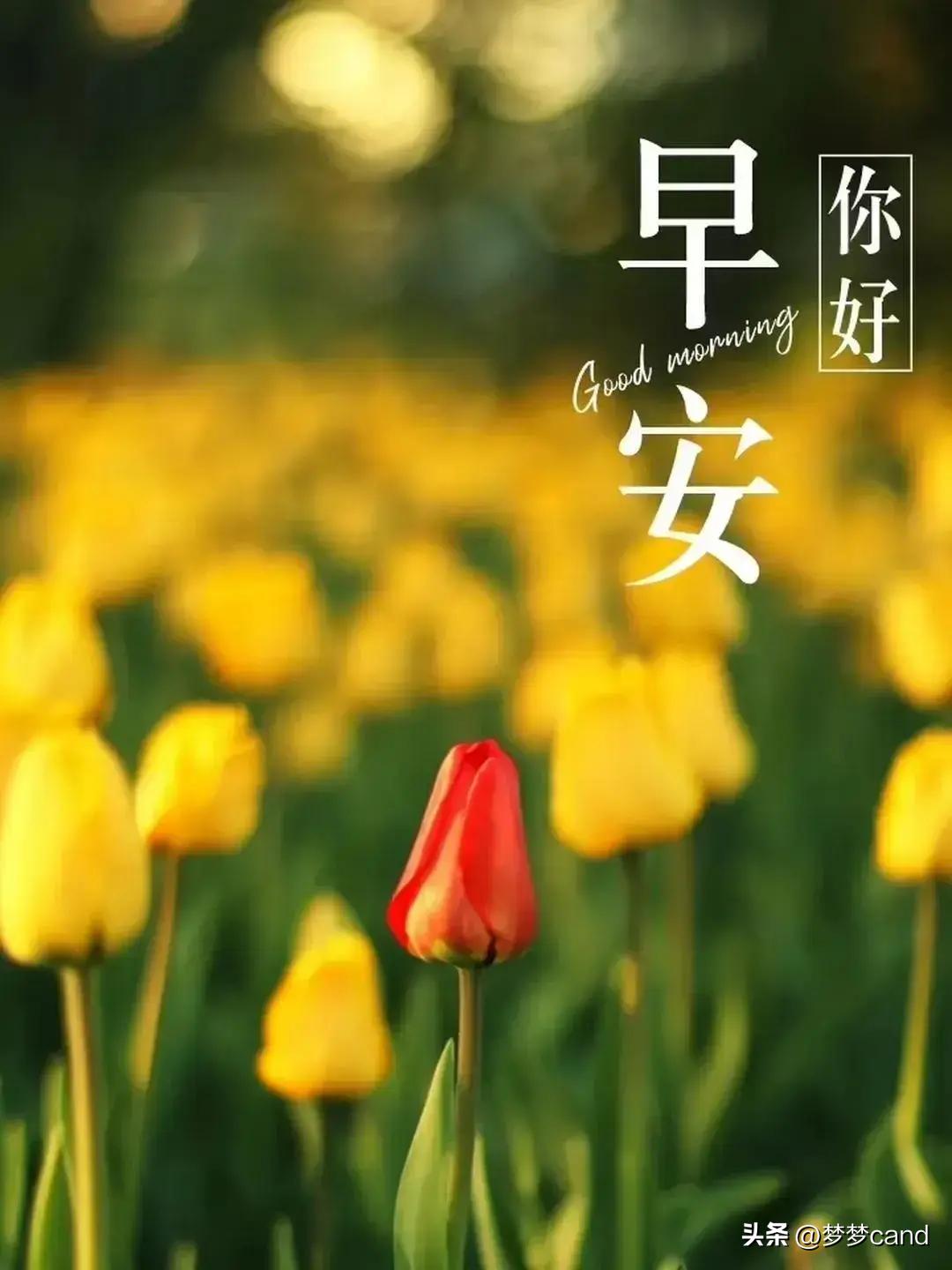 2024天天彩全年免费资料,精细化方案决策_亲和版60.298