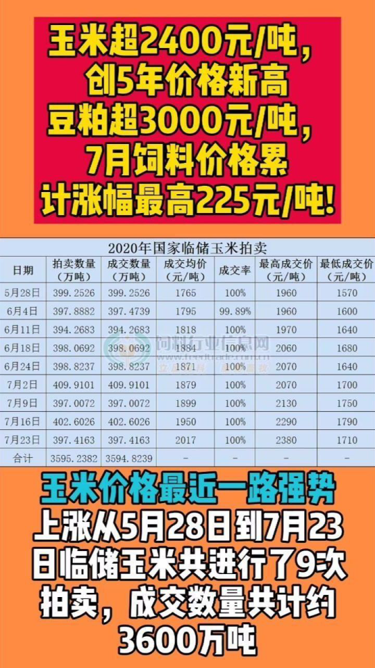玉米大豆最新动态，农业领域的瞩目焦点