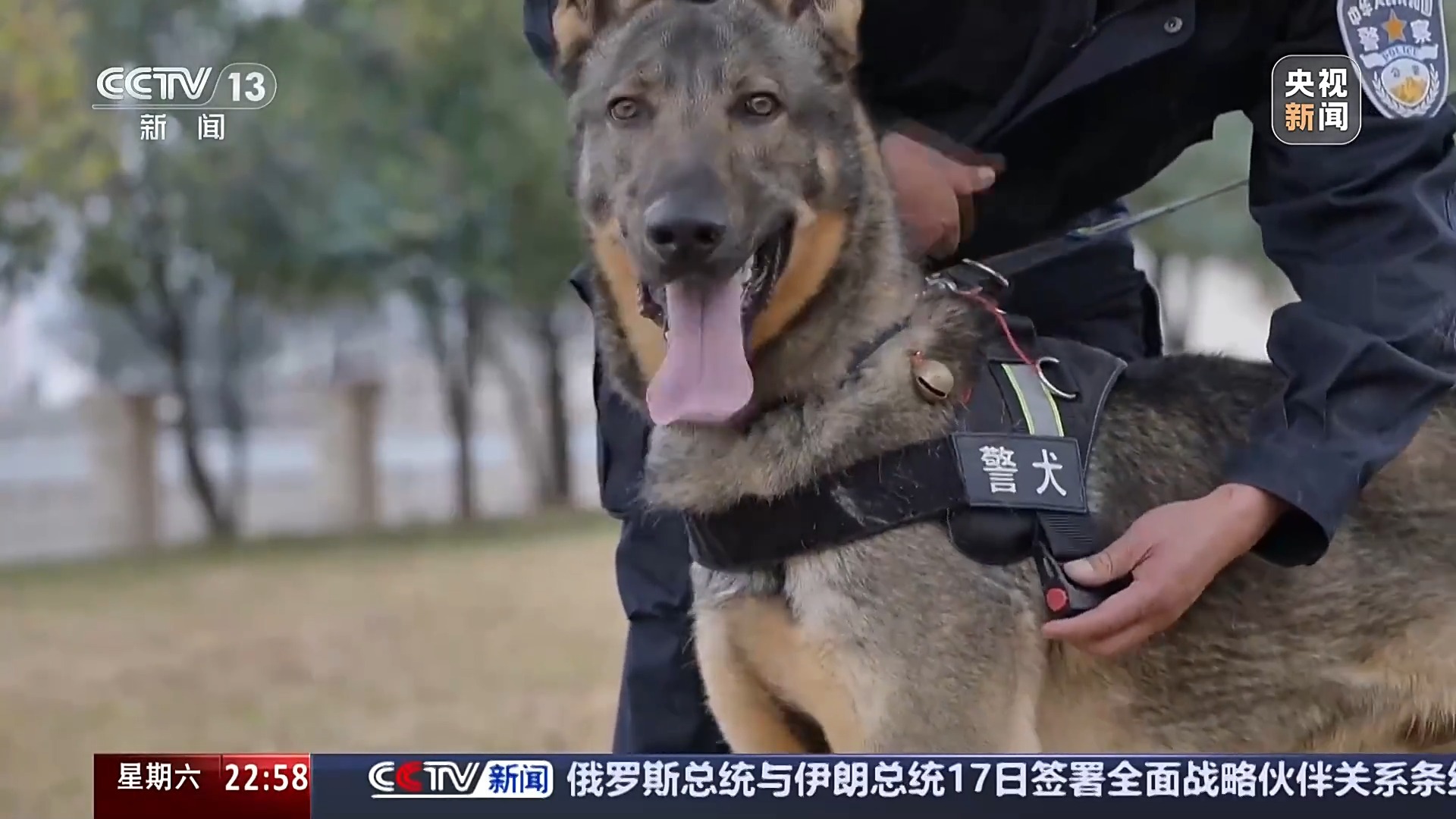 科技助力警务革新，最新警犬引领新时代安全保卫工作